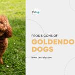 Pros & Cons of Mini Goldendoodle Dog