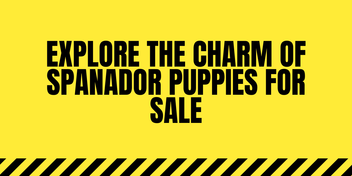 spanador puppies for sale