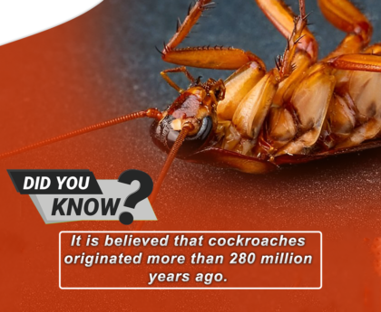 cockroach control Abbotsford